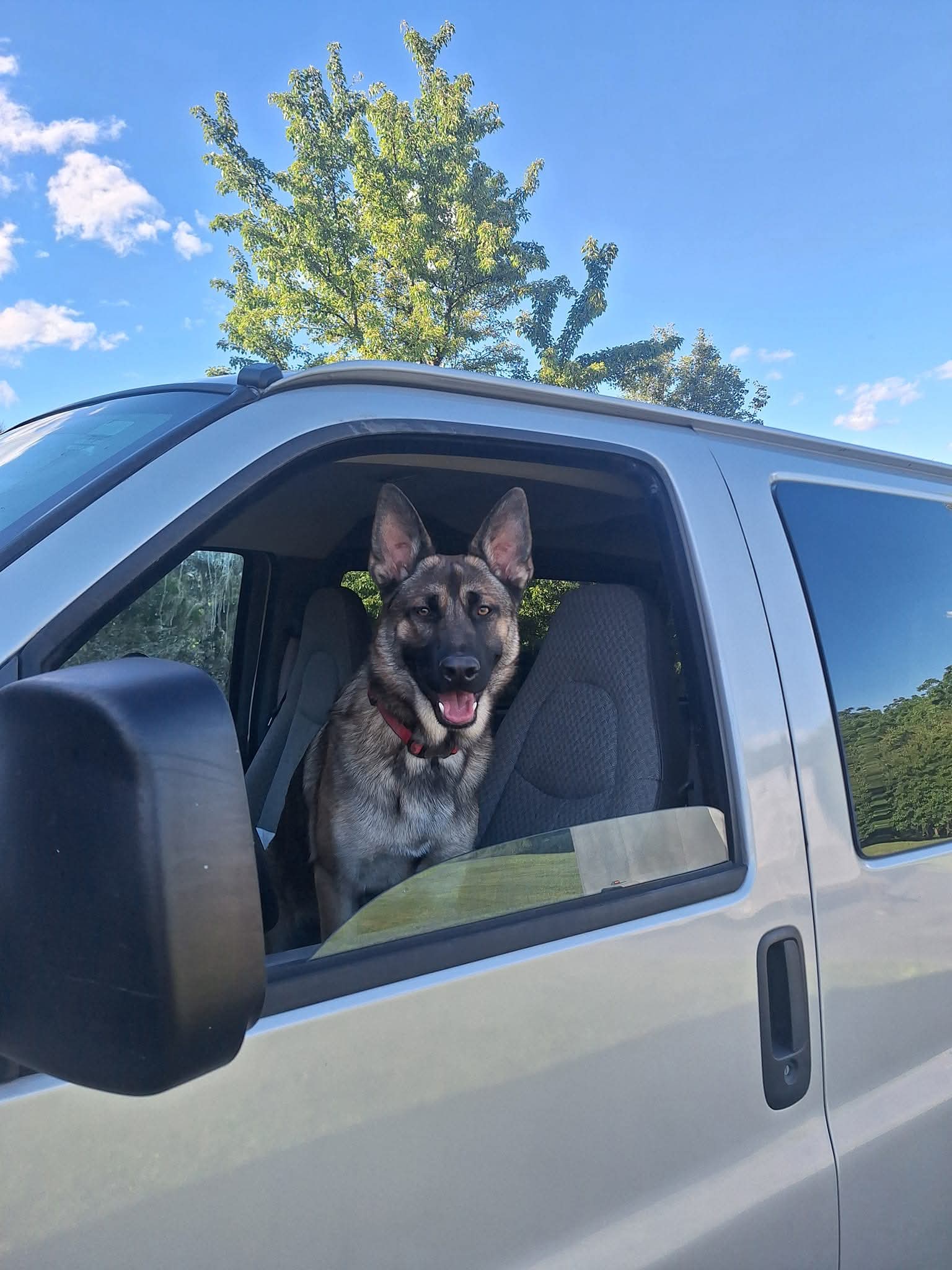 German Shepherd sitting in truck driver's seat